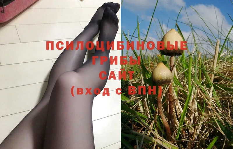 Псилоцибиновые грибы MAGIC MUSHROOMS  где купить наркоту  Энем 